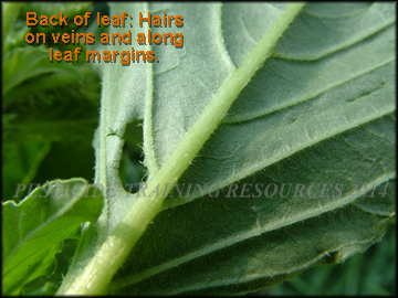 Back of Leaf