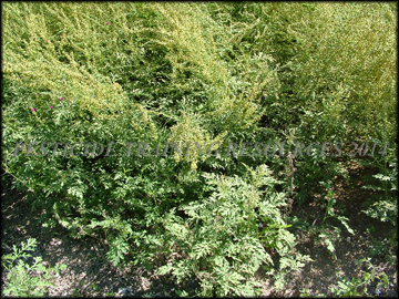 Foliage and Flowers
