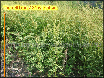 Foliage