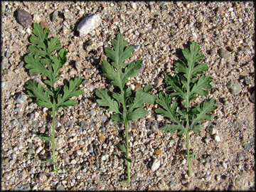 Leaves
