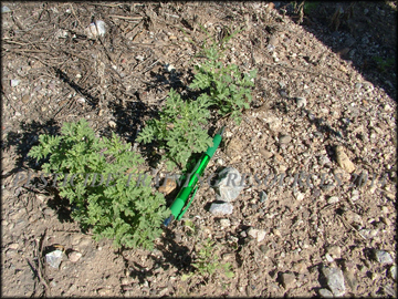 Small Plants