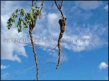 Roots