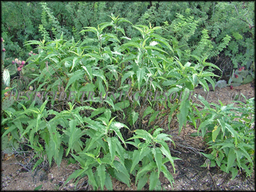 Plants