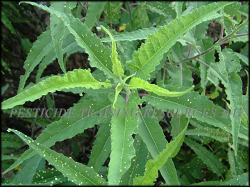 Foliage