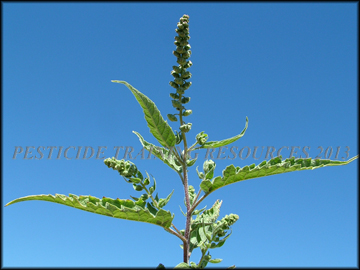 Inflorescence and Foliage