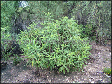 Plant