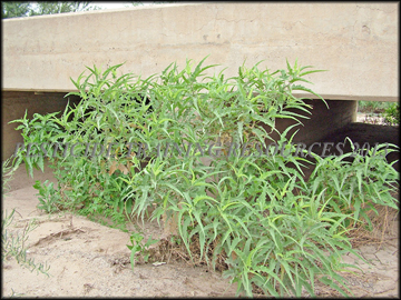 Plants