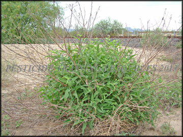 Plant