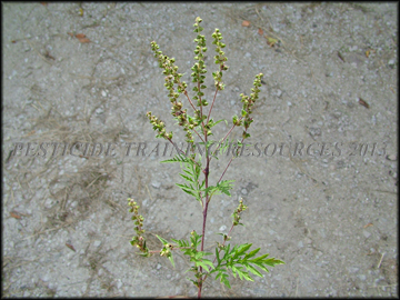 Foliage