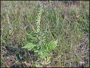 Small Plant