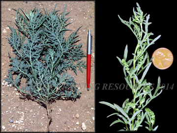 Plant and Foliage