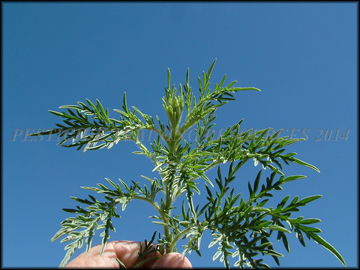 Foliage