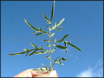 Leaf