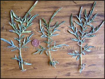 Leaves