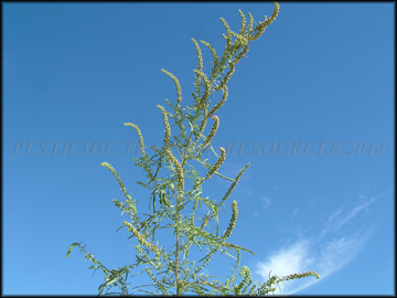 Flowering Plant