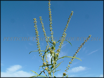Inflorescense