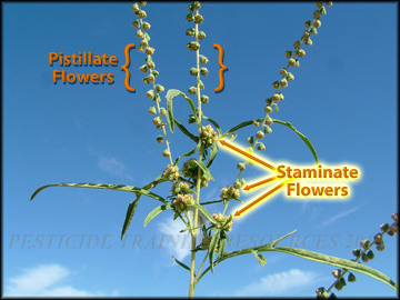Inflorescense