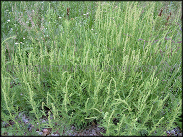Plants