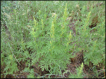 Plant