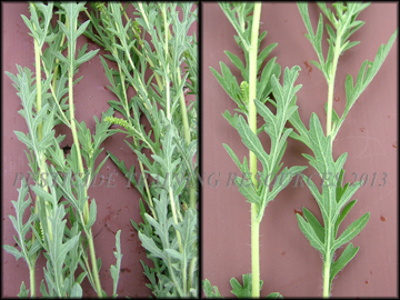 Foliage