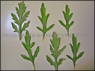 Leaf Variations