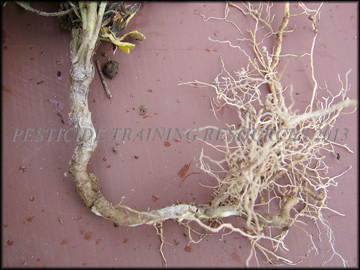 Roots