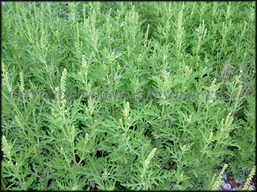 Foliage