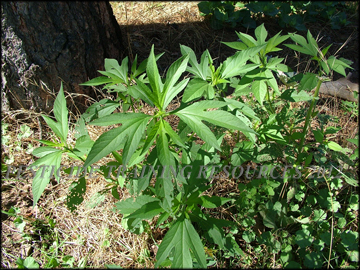 Small Plant