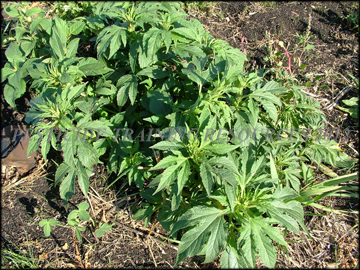 Small Plants