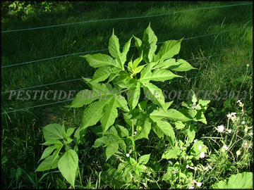 Plant