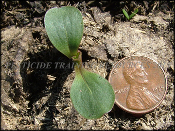 Seedling