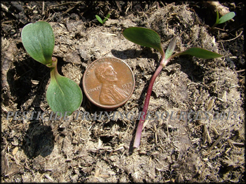 Seedlings