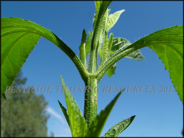 Stem