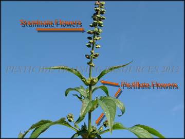Inflorescence