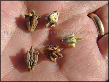 Seed