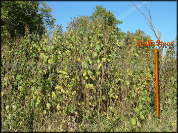 Senescent Plants