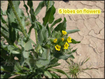 Foliage and Flowers