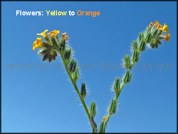 Flowers and Fruit