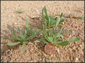 Small Plants