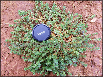 Mature Plant