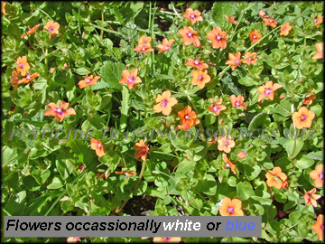 Foliage and Flowers