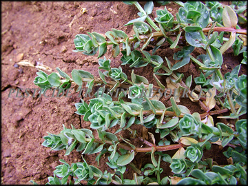 Mature Foliage