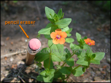 Plant with Flowers