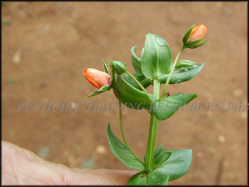 Stem and Flowers
