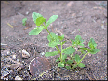 Small Plant