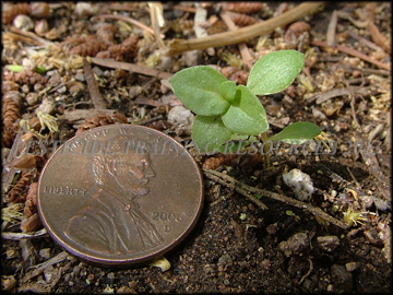 Seedling