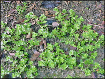 Foliage