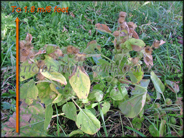 Mature Plant