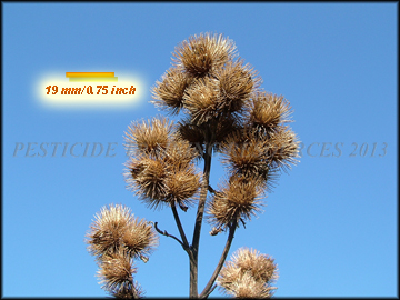 Burs