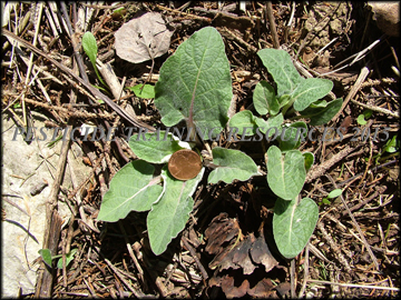 Breaking Dormancy